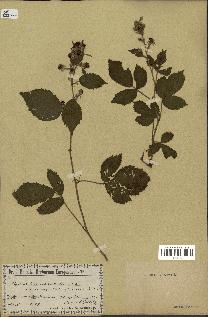 spécimen de Rubus saltuum