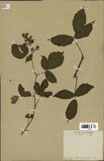 spécimen de Rubus saltuum