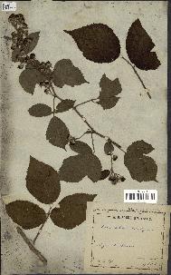 spécimen de Rubus saltuum