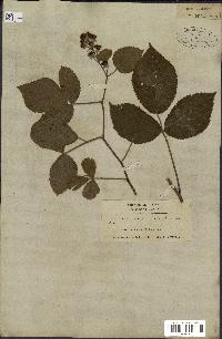 spécimen de Rubus saltuum