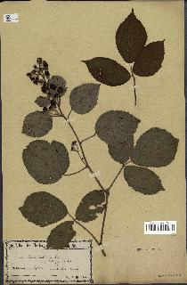 spécimen de Rubus saltuum