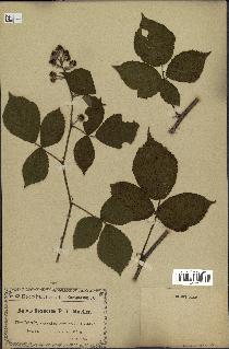 spécimen de Rubus saltuum