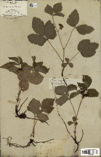 spécimen de Rubus saxatilis