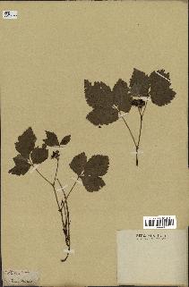 spécimen de Rubus saxatilis