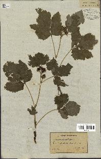 spécimen de Rubus saxatilis