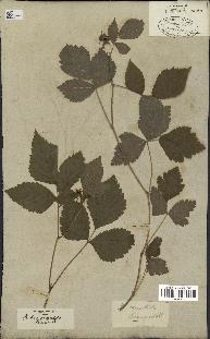 spécimen de Rubus saxatilis