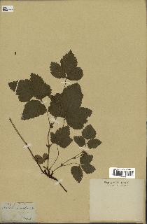 spécimen de Rubus saxatilis