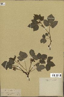 spécimen de Rubus saxatilis