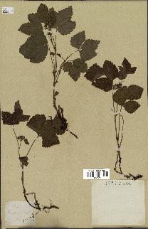 spécimen de Rubus saxatilis