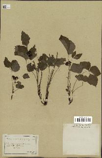 spécimen de Rubus saxatilis