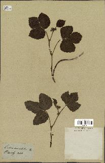 spécimen de Rubus saxatilis