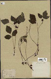 spécimen de Rubus saxatilis