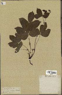 spécimen de Rubus saxatilis