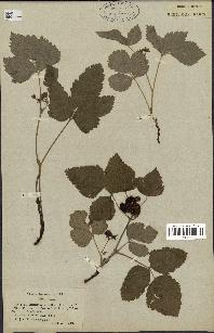 spécimen de Rubus saxatilis