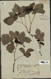 spécimen de Rubus saxatilis