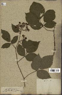 spécimen de Rubus rhamnifolius