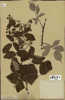 spécimen de Rubus rhamnifolius