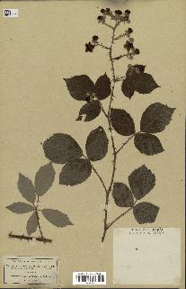 spécimen de Rubus rhamnifolius