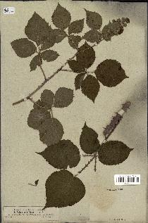 spécimen de Rubus rhamnifolius