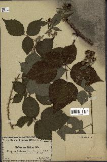 spécimen de Rubus rhamnifolius