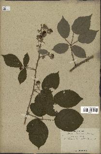 spécimen de Rubus rhamnifolius