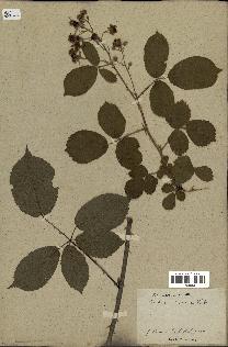 spécimen de Rubus rhamnifolius