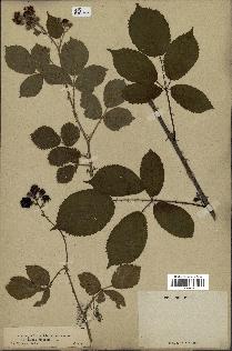 spécimen de Rubus rhamnifolius