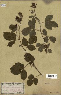 spécimen de Rubus rhamnifolius