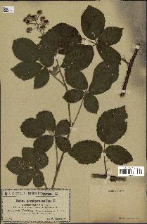 spécimen de Rubus rhamnifolius