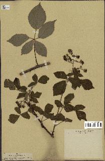 spécimen de Rubus rudis