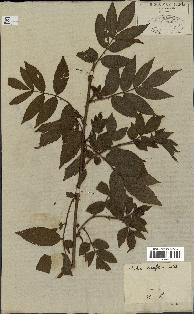 spécimen de Rubus rosaefolius