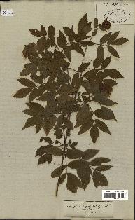 spécimen de Rubus rosaefolius