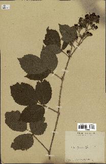 spécimen de Rubus rosaceus