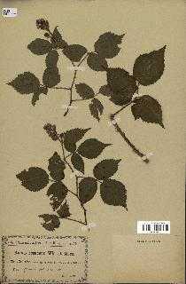 spécimen de Rubus rosaceus