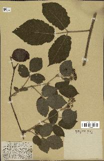 spécimen de Rubus rivularis