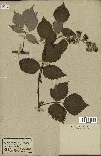 spécimen de Rubus pubescens