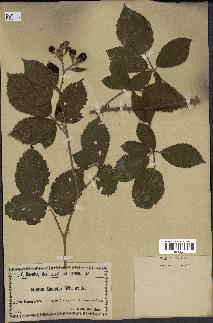 spécimen de Rubus pubescens