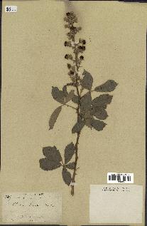 spécimen de Rubus pubescens