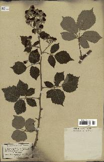 spécimen de Rubus pubescens