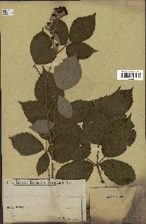 spécimen de Rubus pubescens