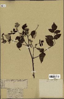 spécimen de Rubus pruinosus