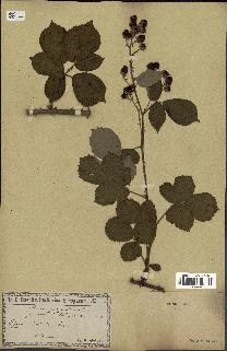 spécimen de Rubus polyanthemus