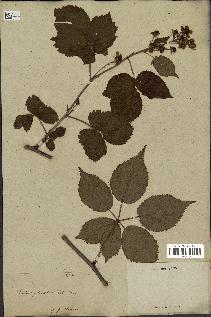 spécimen de Rubus plicatus