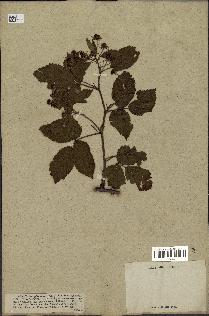 spécimen de Rubus plicatus