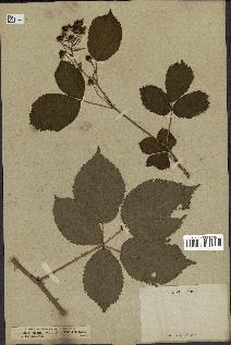 spécimen de Rubus plicatus