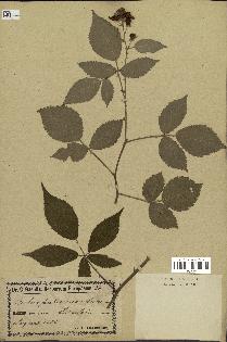 spécimen de Rubus pubescens