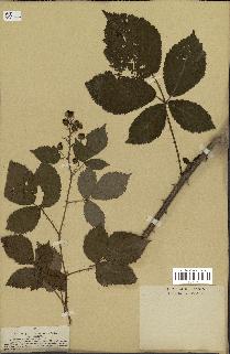 spécimen de Rubus pubescens