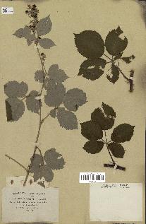 spécimen de Rubus pubescens