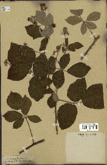 spécimen de Rubus pubescens