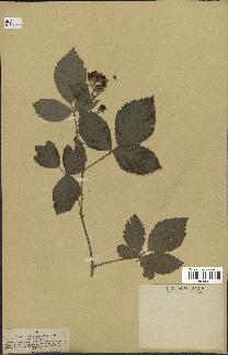 spécimen de Rubus pubescens